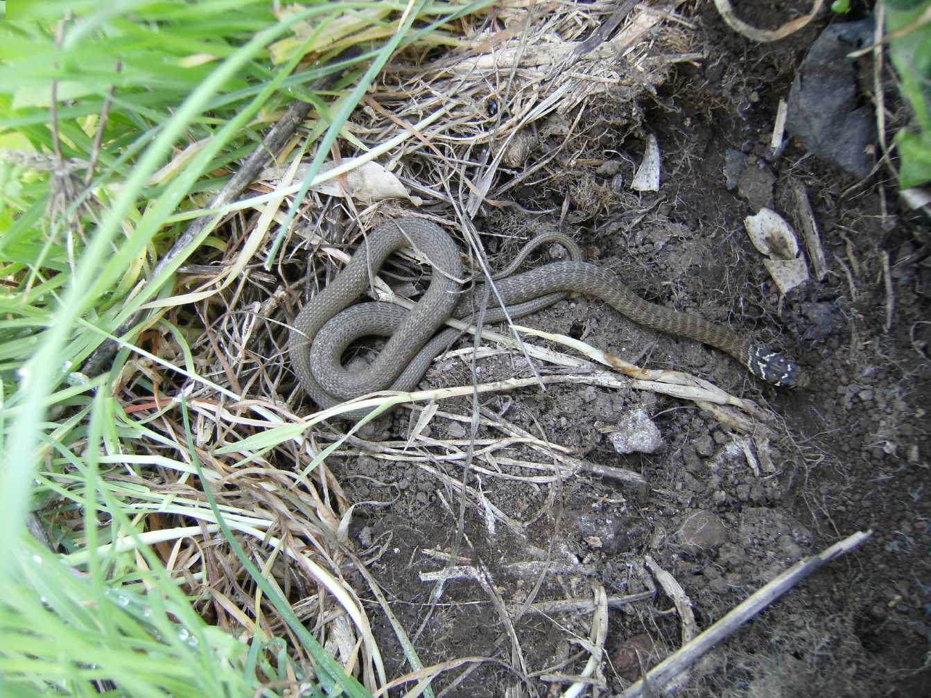 Alcune foto di biacchi in natura